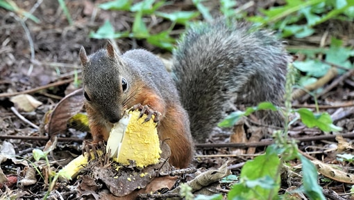 コガネテングタケを食べるニホンリス（撮影：五味孝一さん）