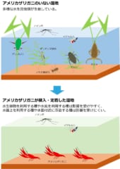  水生昆虫の多様性が大きく損なわれる