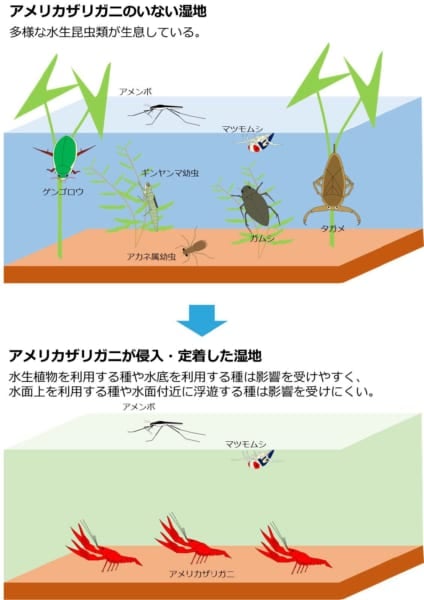 水生昆虫の多様性が大きく損なわれる