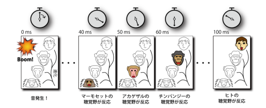 反応時間はヒトがもっとも遅い