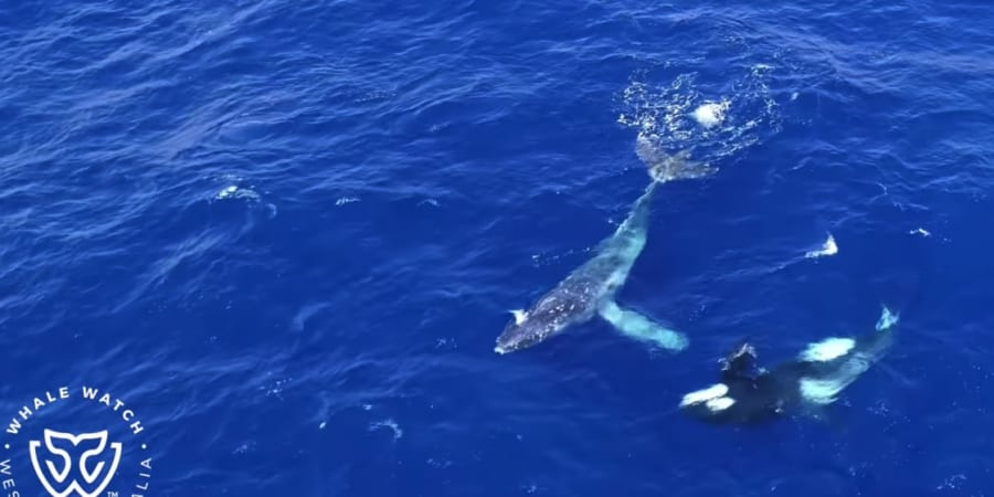 シャチがロープに絡んだクジラを助ける瞬間が目撃される - ナゾロジー