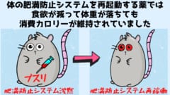 肥満マウスを「消費カロリーを維持したまま」激ヤセさせる方法を発見！