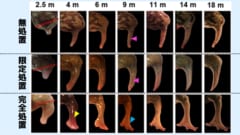 再生しないハズのカエルの後ろ足を再生する化学物質を発見！