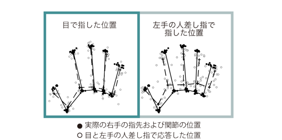 右手の指先や関節を目で指すのか、左手で指すのかによって、心の中で感じ ている右手の形状が異なる。