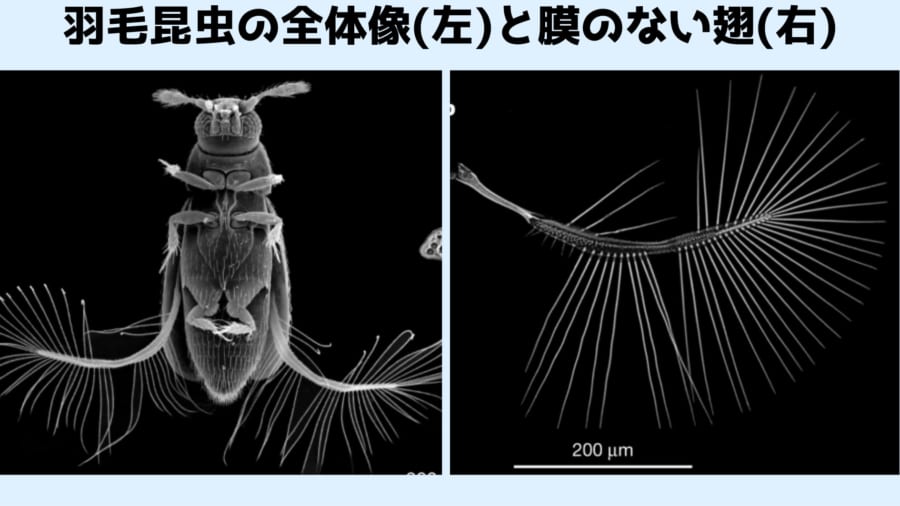 膜がない羽毛状の翅で飛ぶ昆虫の飛行原理を解明！