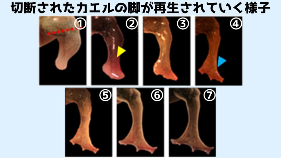 再生しないハズのカエルの後ろ足を再生する化学物質を発見！