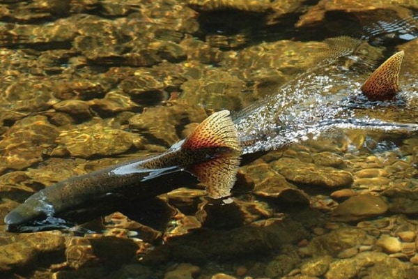 鮭が持つ磁気センサーはどこからやって来たのか？