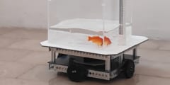 金魚はクルマの運転ができる！