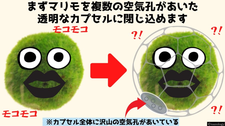 光をあてると動き回るマリモロボを開発！　動力は光合成