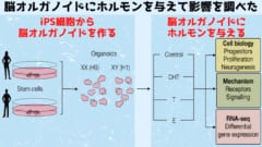 実験モデルは極めて明快である