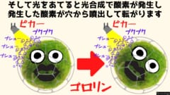 光をあてると動き回るマリモロボを開発！　動力は光合成