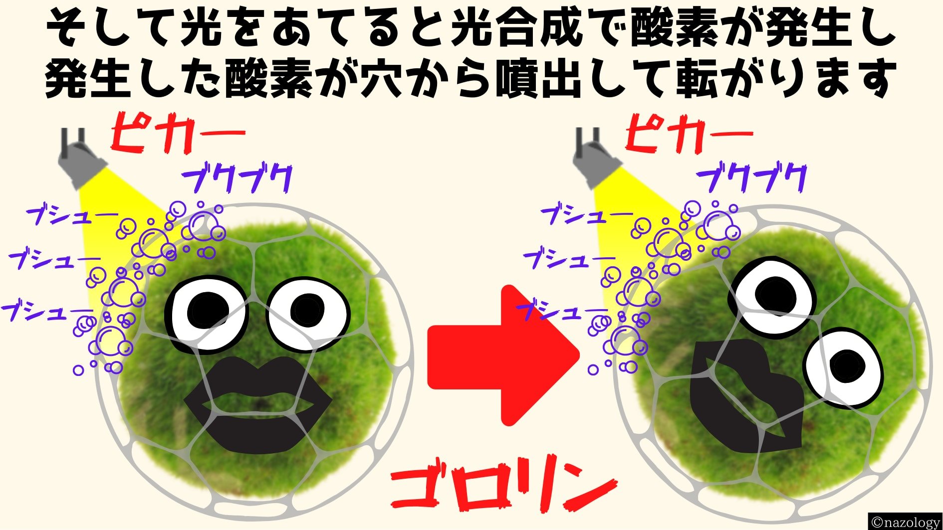 光をあてると動き回るマリモロボを開発！　動力は光合成