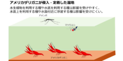 アメリカザリガニの侵入域で水生昆虫が激減していた