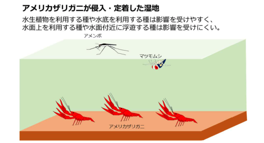 赤い殺し屋・アメリカザリガニの侵入域では「水生昆虫が激減する」と判明