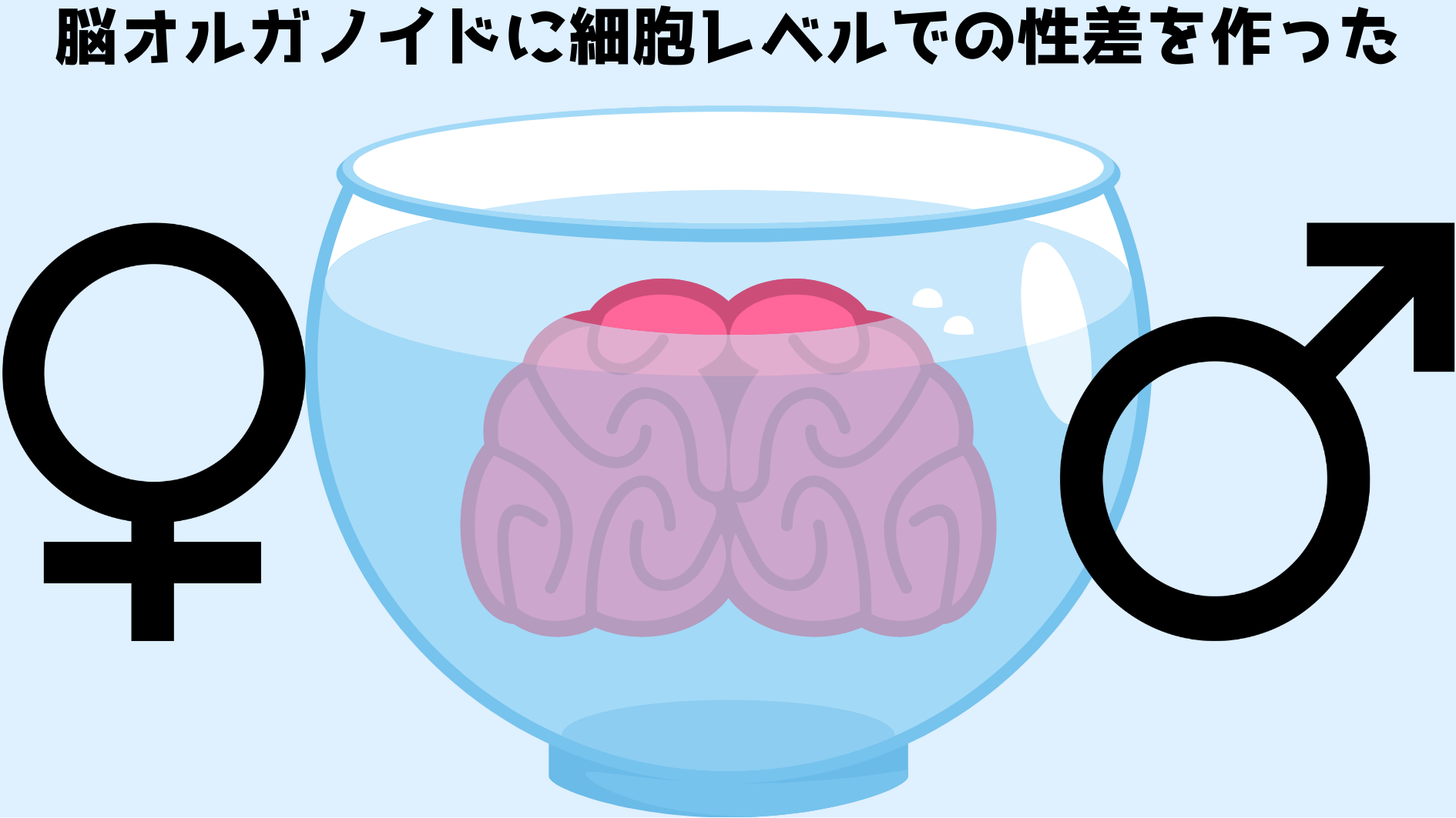 人工培養脳に性別を持たせることに成功！　男性化で脳容積と密度が増加