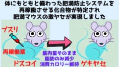 肥満マウスを「消費カロリーを維持したまま」激ヤセさせる方法を発見！