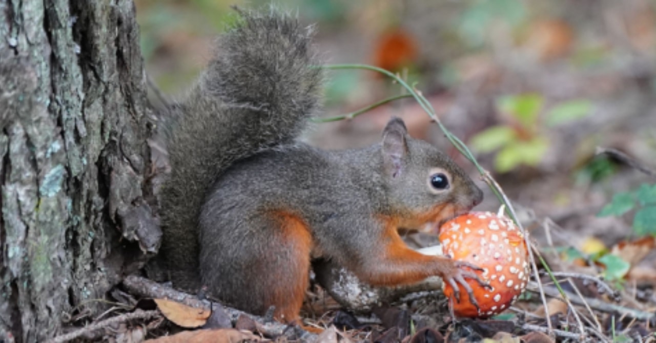 ニホンリスは毒キノコ「ベニテングダケ」を普通に食べられるの画像 1/4