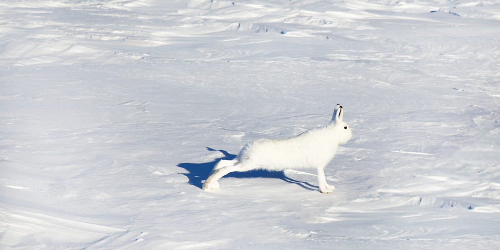 ホッキョクウサギが49日間で388kmを走破！