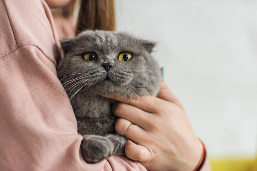 ネコの鳴き声は彼ら自身にも飼い主にも健康的