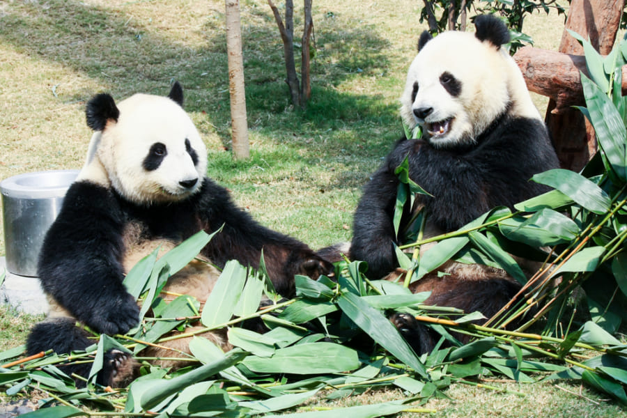 パンダのうんちを移植すると、マウスが太った