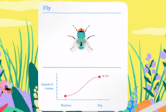 昆虫やハエは高い動体視力をもつ