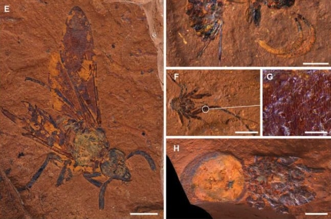 オーストラリアの砂漠の真ん中に豊かな生態系を保存した「化石の楽園」を発見！