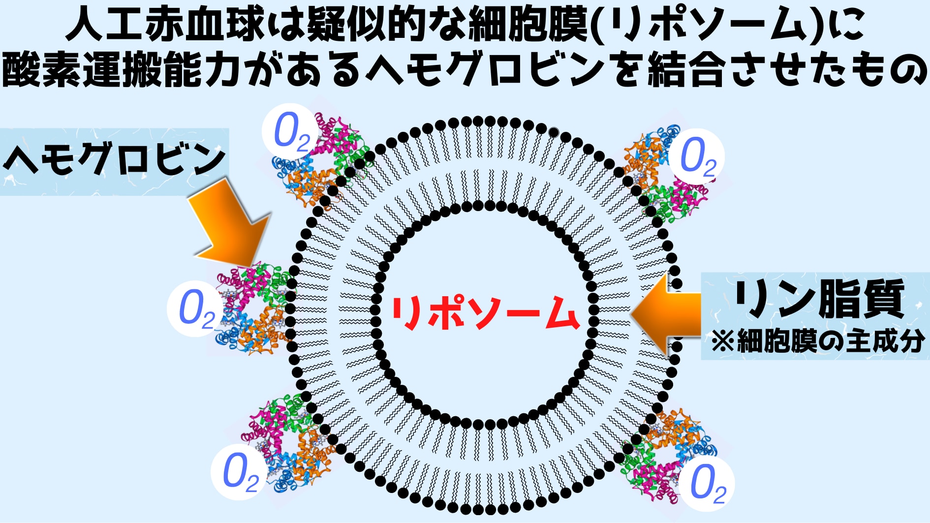 防衛医大が人工赤血球で大量出血したウサギを救命成功！