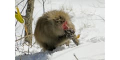 上高地で撮影された冬季にサケ科魚類を食べるニホンザル