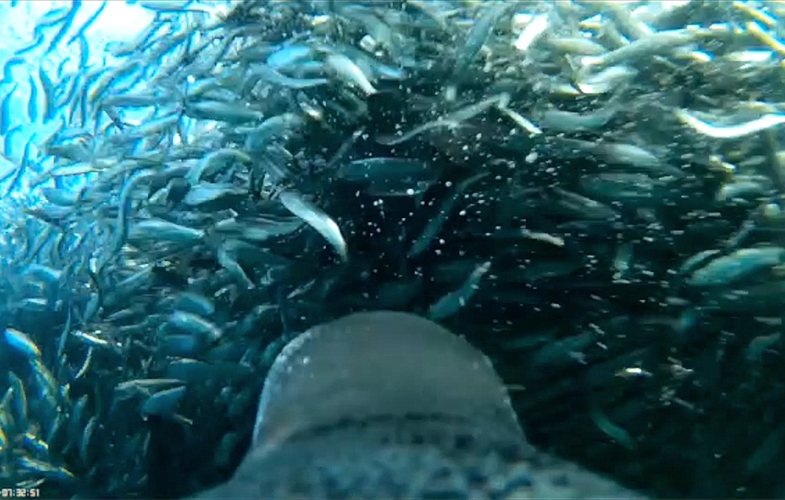 ペンギンがイワシの群れに突っ込む主観映像