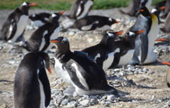 陸上でのジェンツーペンギンのコロニー