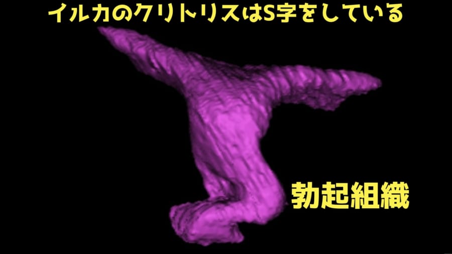 イルカのクリトリスは巨大でS字型をしている