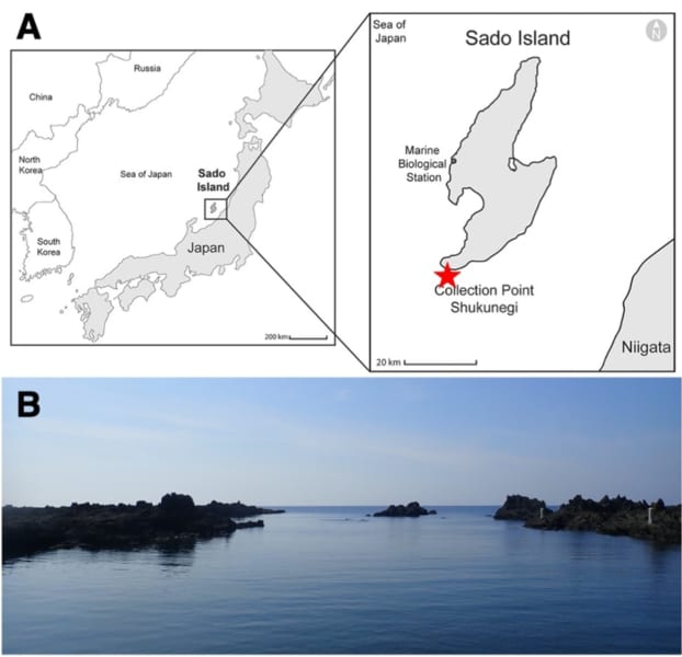 新種が発見された佐渡島の宿根木町付近