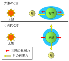 月と太陽の位置関係で、地球への潮汐力も変化する。