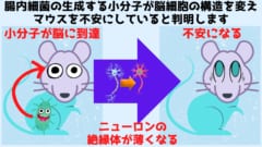 腸内細菌がマウス脳細胞の構造を変化させ不安を起こしていたと判明！