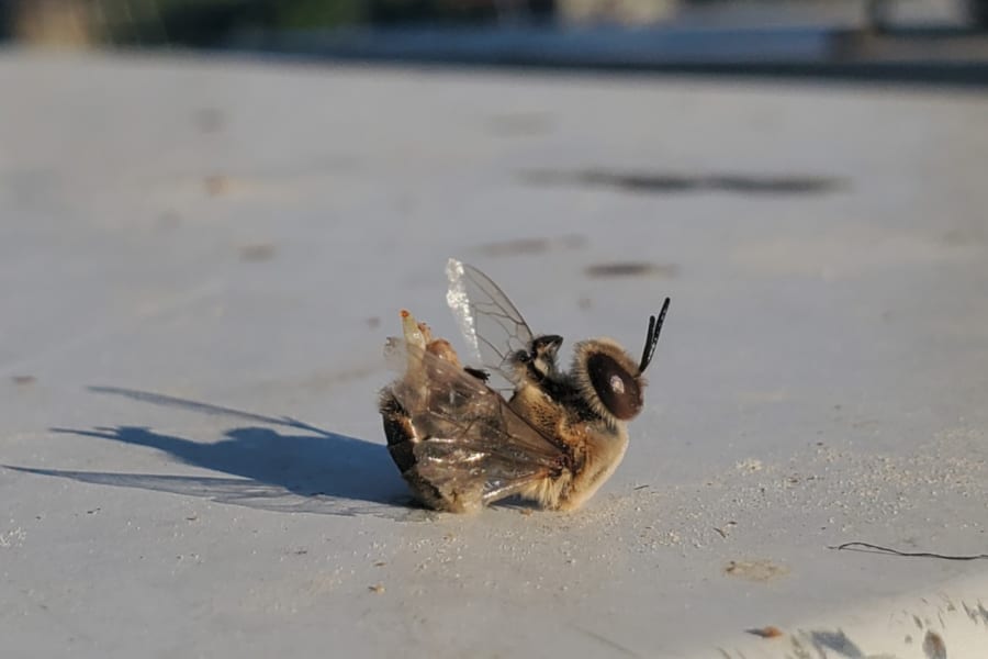 熱波で生殖器感が暴発して死亡したミツバチ