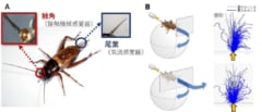 コオロギの感覚器官と逃避行動の変化