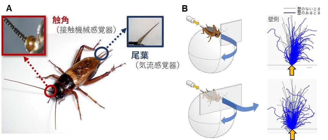 コオロギの感覚器官と逃避行動の変化