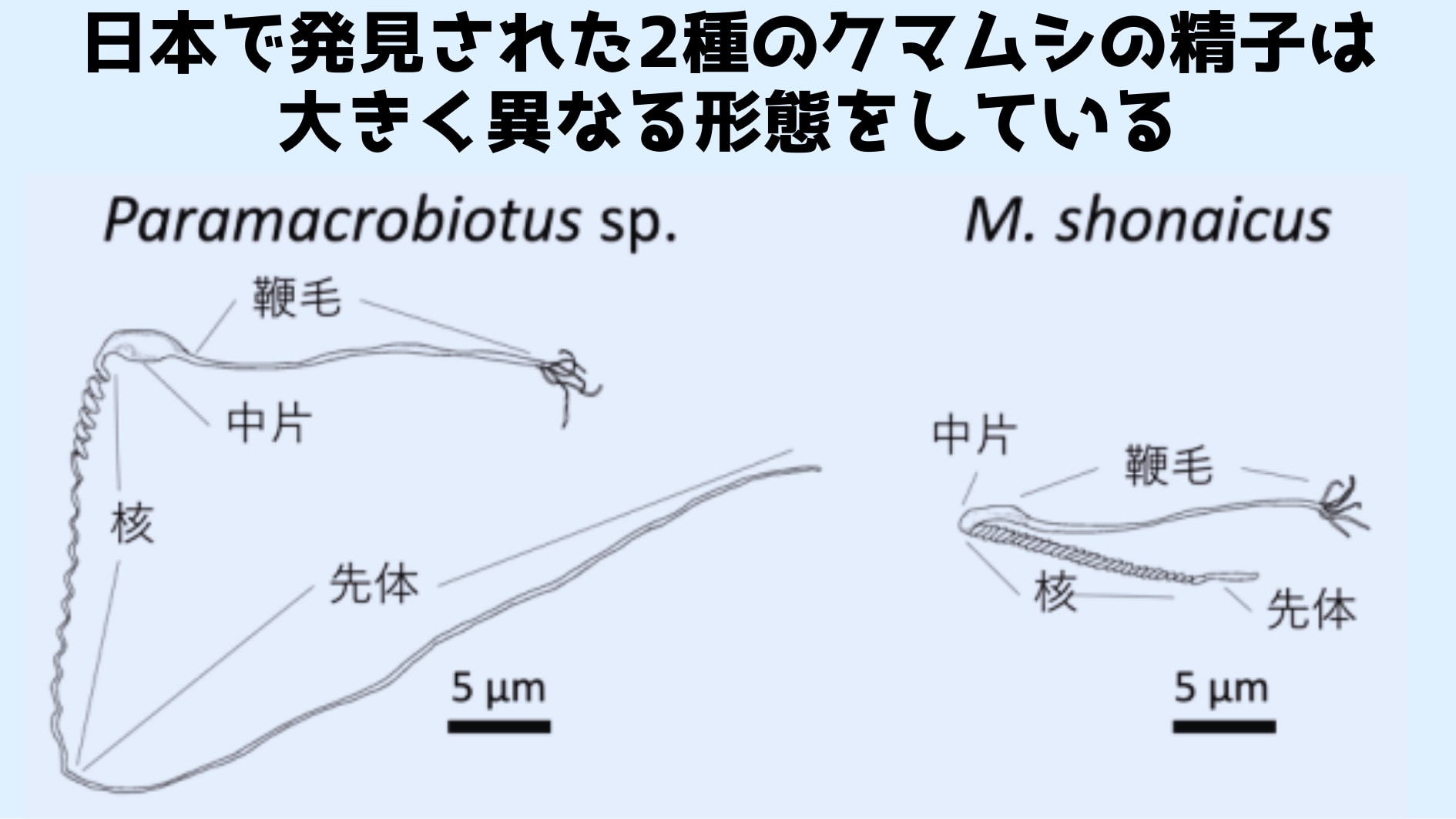 先体と核があわさって頭部を形成している。人間のオタマジャクシ型とは大きく異なる