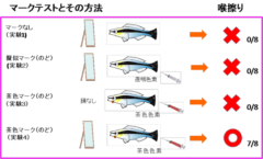 マークテストの結果
