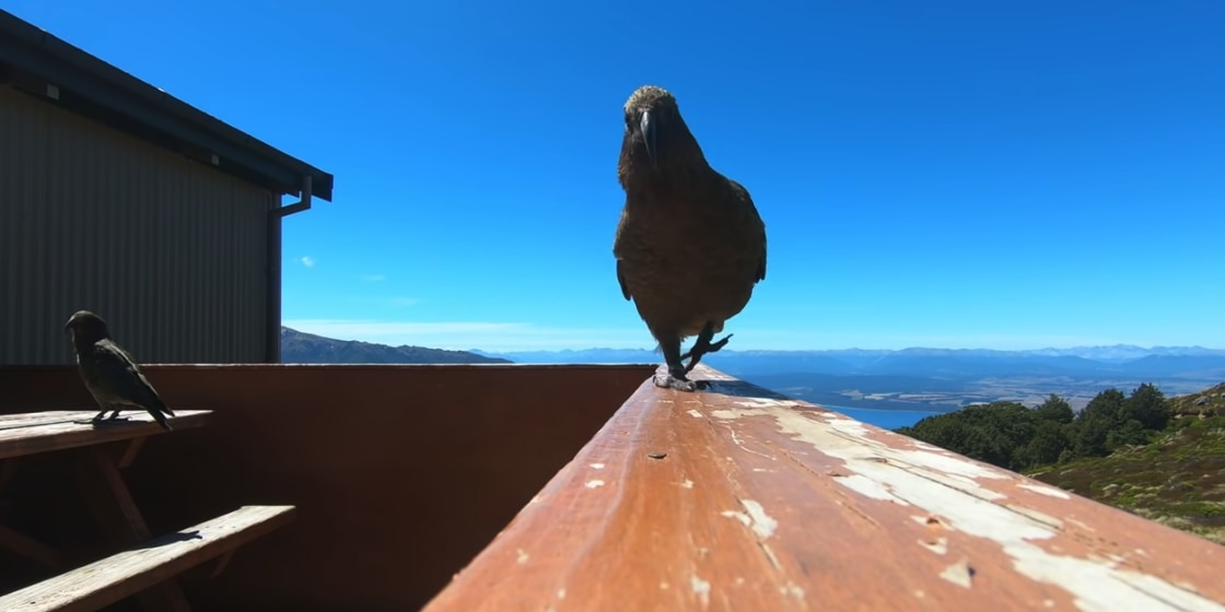 カメラを盗みに走り寄るオウム