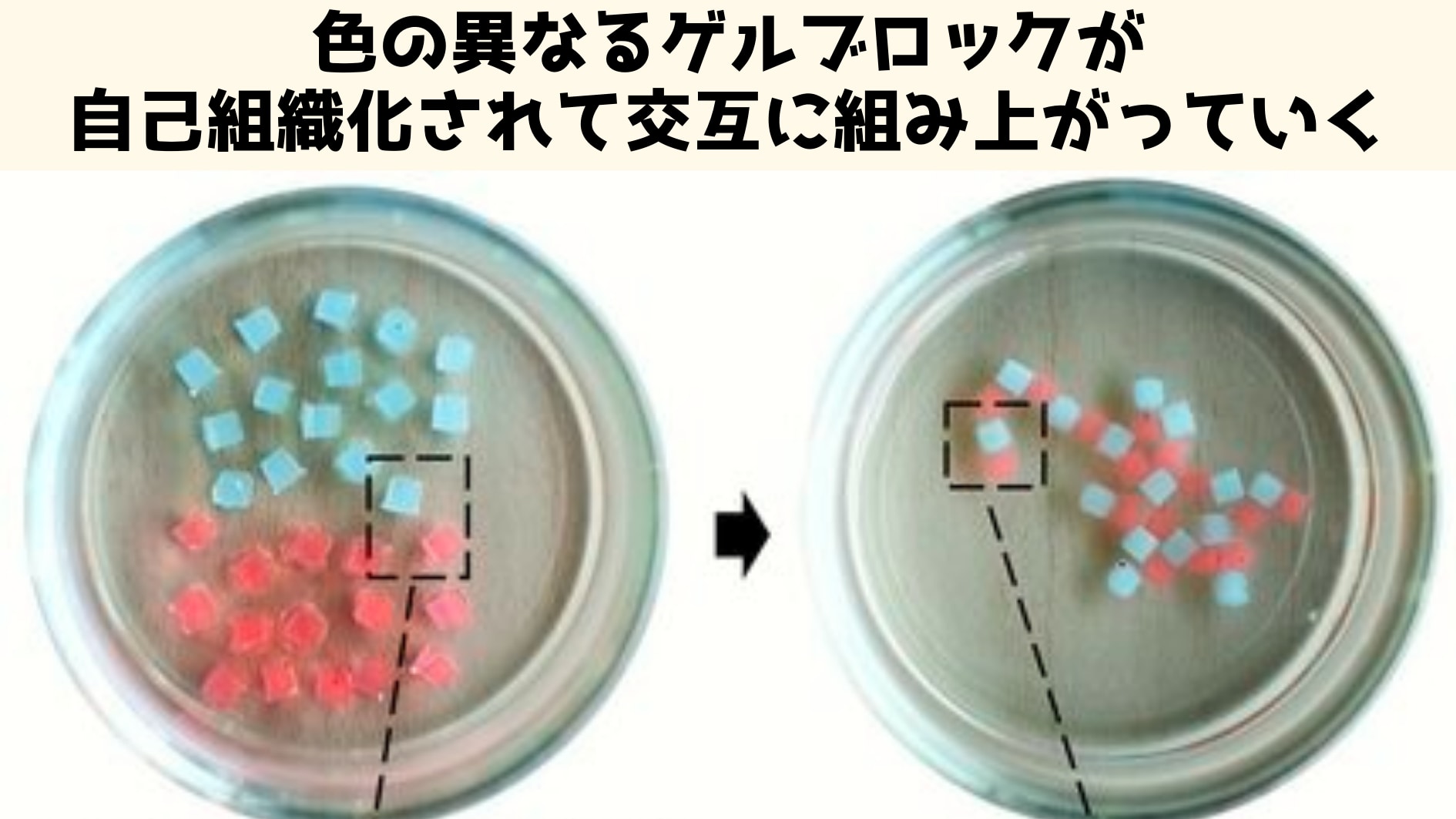 DNAの力によって自力で組織化するゲルブロックが開発！