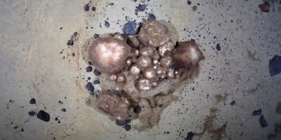 死骸を食べて300年も生き長らえる「スポンジの楽園」を発見！ - ナゾロジー