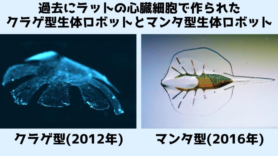 ハーバード大学では以前から心臓の細胞を利用した生体ロボットが開発されてきた