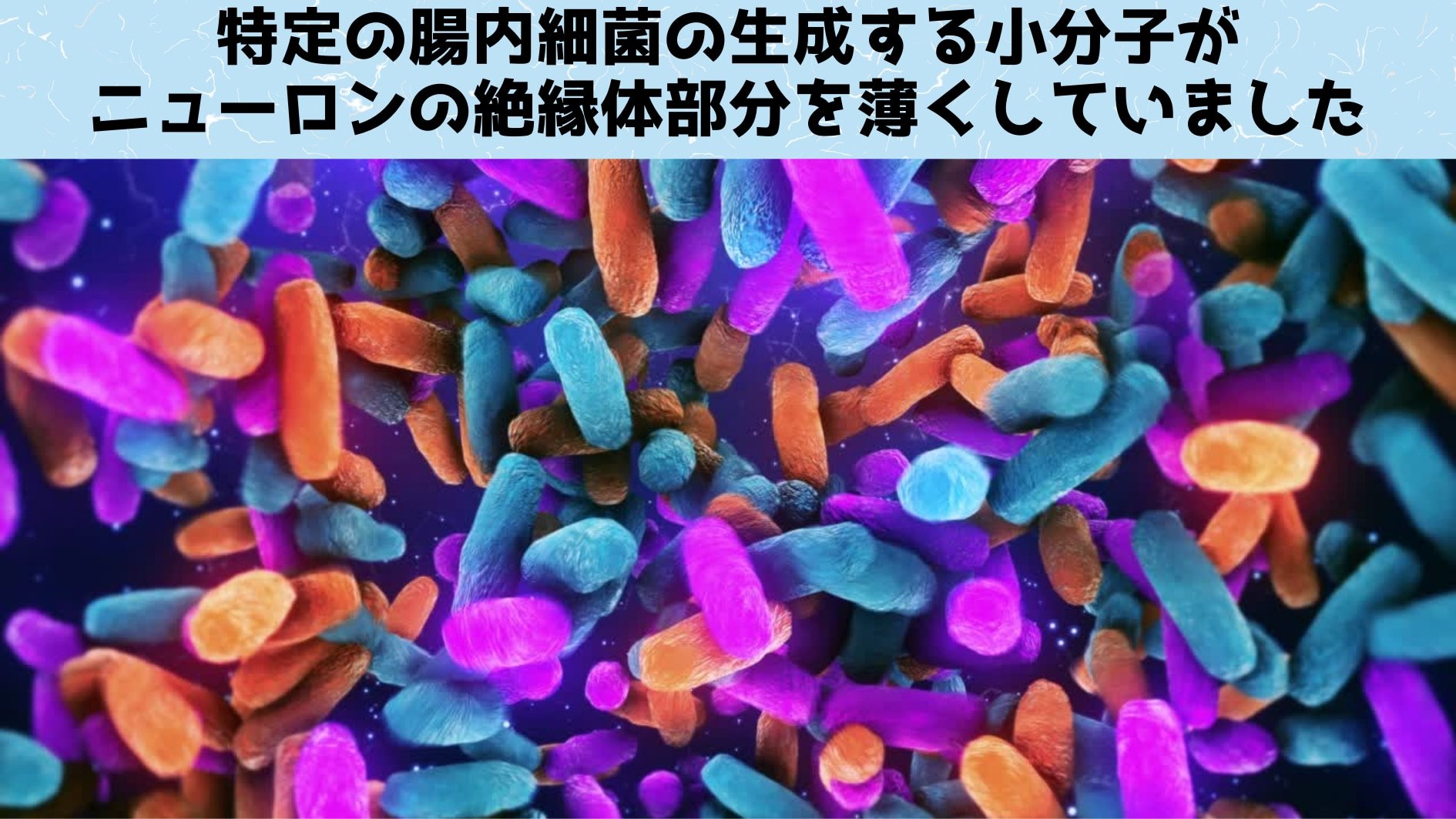 腸内細菌がマウス脳細胞の構造を変化させ不安を起こしていたと判明！