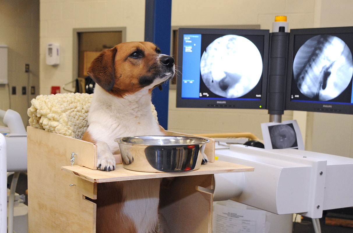 実験中の犬（ワシントン州立大学）