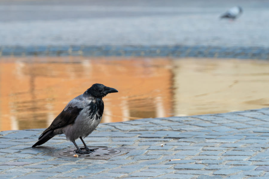 カラスが吸い殻を拾ってくれるほど、経済効果も高くなる