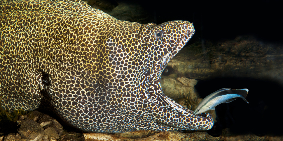 他の魚の寄生虫を「掃除」するホンソメワケベラ