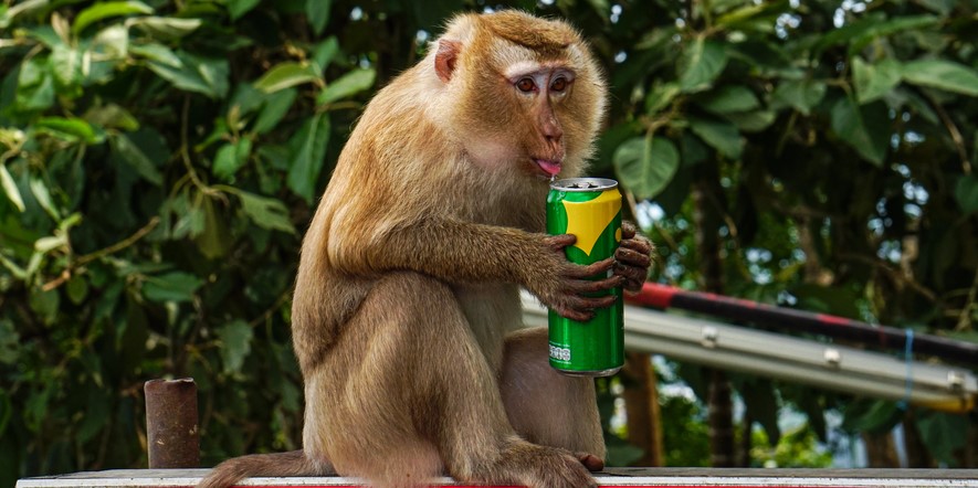 肝臓ホルモンの投与でサルの飲酒量を減らすことに成功