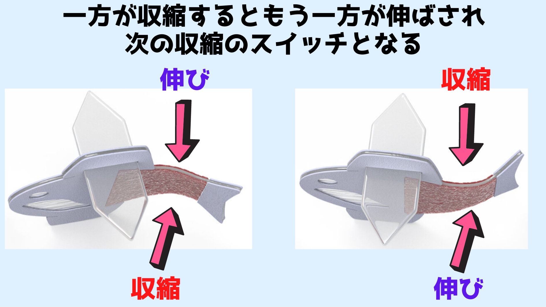 「伸び」がトリガーになって新たな収縮が起こるループが発生する