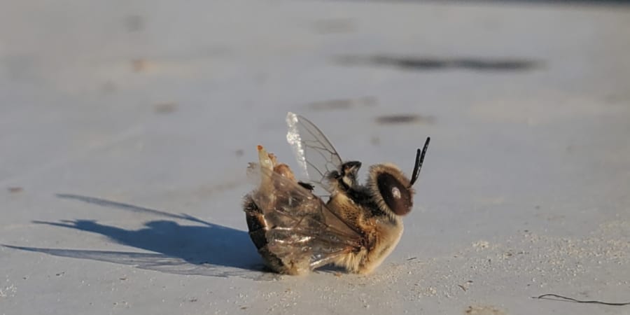 ミツバチ 熱波に襲われたオスミツバチは「生殖器が暴発し射精しながら爆死する